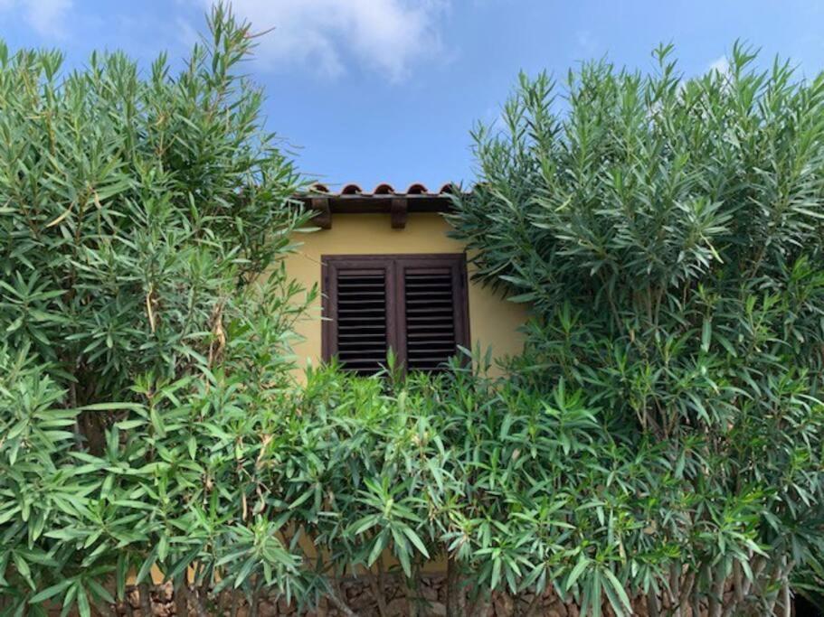 Villa Maveda, Un Dammuso Immerso Nel Verde ランペドゥーザ エクステリア 写真